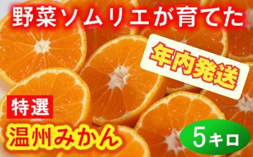【12月24日決済分まで年内発送】野菜ソムリエ石児さんの「特選 温州みかん 5kg」 ミカン みかん 蜜柑 柑橘 5kg 柑橘類 甘い 温州みかん フルーツ 年内配送 年内発送 12月発送 12月配送 12月 ＜103-006＞