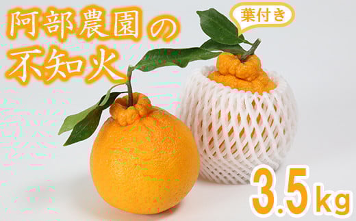 阿部農園の「ハウス葉付き不知火 約3.5kg」 ／ ミカン みかん 蜜柑 柑橘類 不知火 数量限定 フルーツ ＜112-006＞