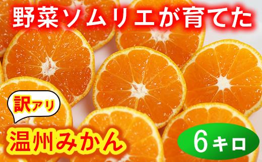 【12月21日決済分まで年内発送】【訳あり・規格外品】野菜ソムリエ石児さんの「温州みかん 6kg」 ミカン みかん 蜜柑 柑橘 6kg 柑橘類 訳あり 甘い 温州みかん フルーツ 年内配送 年内発送 12月発送 12月配送 12月 ＜103-031＞