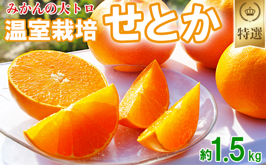 岩尾農園の温室栽培せとか 特選 約1.5kg 先行予約 果物 柑橘類 みかん ＜066-003_5＞