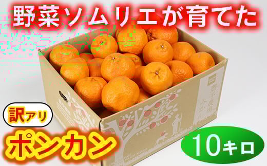 【訳あり・規格外品】野菜ソムリエ石児さんの「ポンカン（みかん） 10kg」 ミカン みかん 蜜柑 柑橘 10kg 柑橘類 ぽんかん 訳あり フルーツ 先行予約 ＜103-010＞