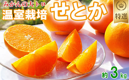 岩尾農園の温室栽培せとか 特選 約3kg 先行予約 果物 柑橘類 みかん ミカン ＜066-004_5＞