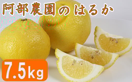 【訳あり品】阿部農園の「はるか 約7.5kg」 ／ ミカン みかん 蜜柑 柑橘類 はるか 先行予約 3月 訳あり 数量限定 フルーツ 黄色いみかん ＜112-010＞