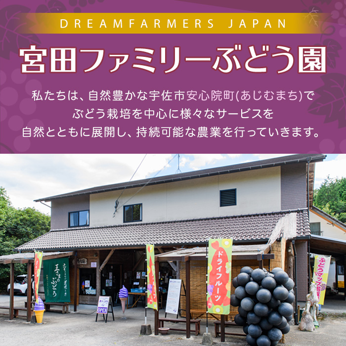 CHOTO MITASU パイナップルセット(計100g・10g×10袋)ドライフルーツ パイナップル パイン 果物 くだもの フルーツ 乾燥 小分け セット【100701800】【宮田ファミリーぶどう園】