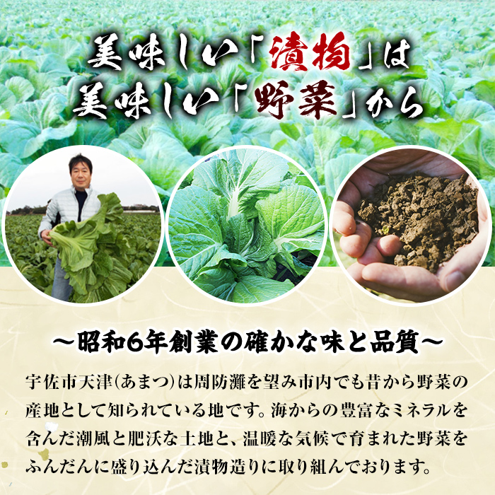 自家農園栽培 青たかな漬け(2.5kg)たかな 高菜 ちりめん高菜 漬物 漬け物 ご飯のお供 おにぎり 自家農園 大分県産【103200100】【松本漬物】