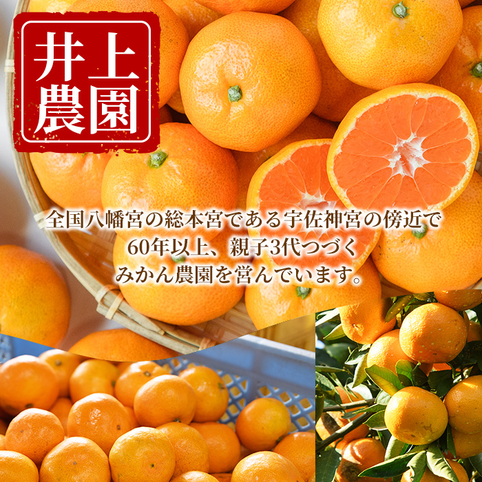 ＜先行予約受付中！2月中旬より順次発送予定＞大分県宇佐市産 蔵出し みかん(約10kg)ミカン 蜜柑 柑橘 フルーツ 果物 くだもの 果実 国産 熟成【103690400】【井上農園】