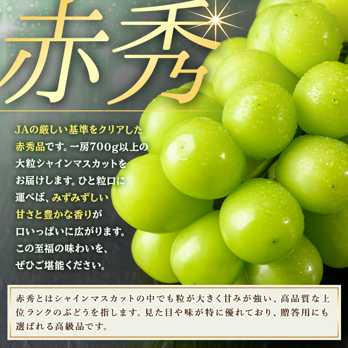 シャインマスカット 加温栽培(約700g)シャインマスカット ぶどう 葡萄 フルーツ 果物 くだもの 果実＜先行予約受付中！2026年8月上旬から順次発送予定＞＜北海道、沖縄、離島配送不可＞【106300401】【大分県農業協同組合　北部エリア】