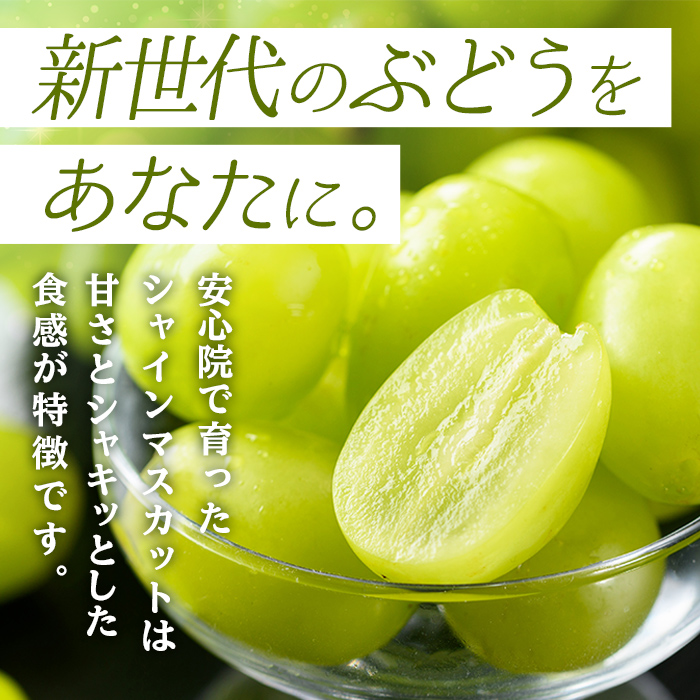 シャインマスカット(約2kg)フルーツ 果物 葡萄 ぶどう 安心院 人気 ランキング＜先行予約受付中！2026年8月下旬より順次発送予定＞＜北海道 沖縄 離島配送不可＞【106300501】【大分県農業協同組合　北部エリア】