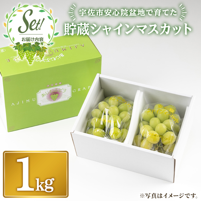 貯蔵シャインマスカット(1kg)シャインマスカット ぶどう 葡萄 フルーツ 果物 くだもの 果実＜先行予約受付中 2025年12月上旬から順次発送予定＞＜北海道 沖縄 離島配送不可＞【106301000】【大分県農業協同組合　北部エリア】
