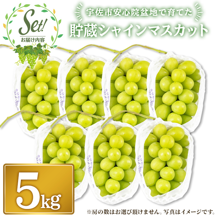 貯蔵シャインマスカット(5kg)シャインマスカット ぶどう 葡萄 フルーツ 果物 くだもの 果実＜先行予約受付中 2025年12月上旬から順次発送予定＞＜北海道 沖縄 離島配送不可＞【106301300】【大分県農業協同組合　北部エリア】