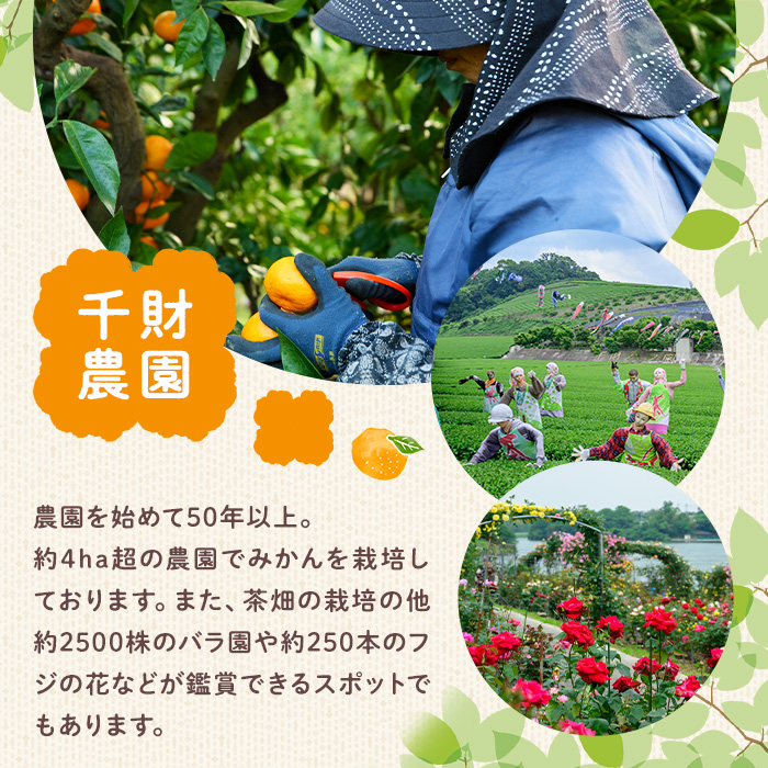 ＜先行予約受付中！2026年4月中旬より順次発送予定＞千財農園不知火(L～4L・16玉～24玉)みかん ミカン 蜜柑 しらぬい 柑橘 フルーツ 果物 くだもの 果実【109000301】【千財農園】