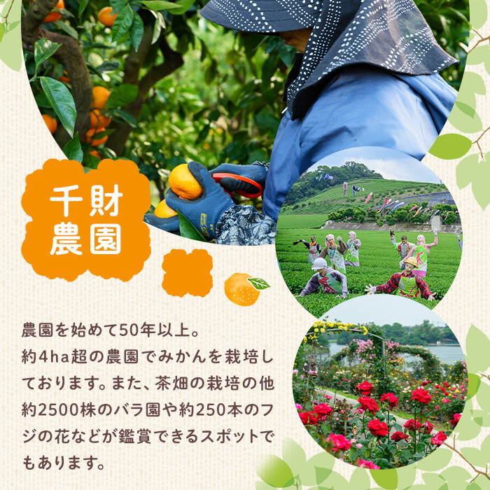 ＜先行予約受付中！2025年11月上旬から順次発送予定＞千財農園 みかん(約5kg)みかん ミカン 蜜柑 柑橘 フルーツ 果物 くだもの 果実【109000401】【千財農園】