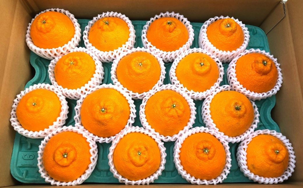 ＜先行予約受付中！2026年3月下旬以降順次発送予定＞不知火(16個・約4kg)みかん 蜜柑 フルーツ 果物 くだもの 柑橘 しらぬい 期間限定【112300601】【宮田園芸】