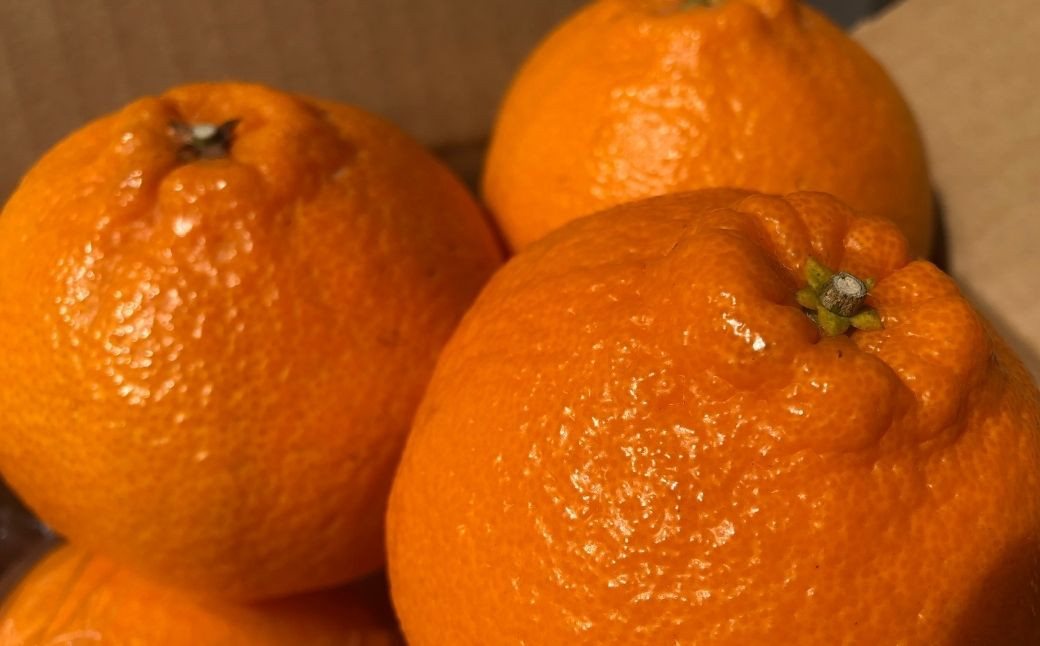 ＜先行予約受付中！2026年3月下旬以降順次発送予定＞不知火(5kg)みかん 蜜柑 フルーツ 果物 くだもの 柑橘 しらぬい 期間限定【112300701】【宮田園芸】