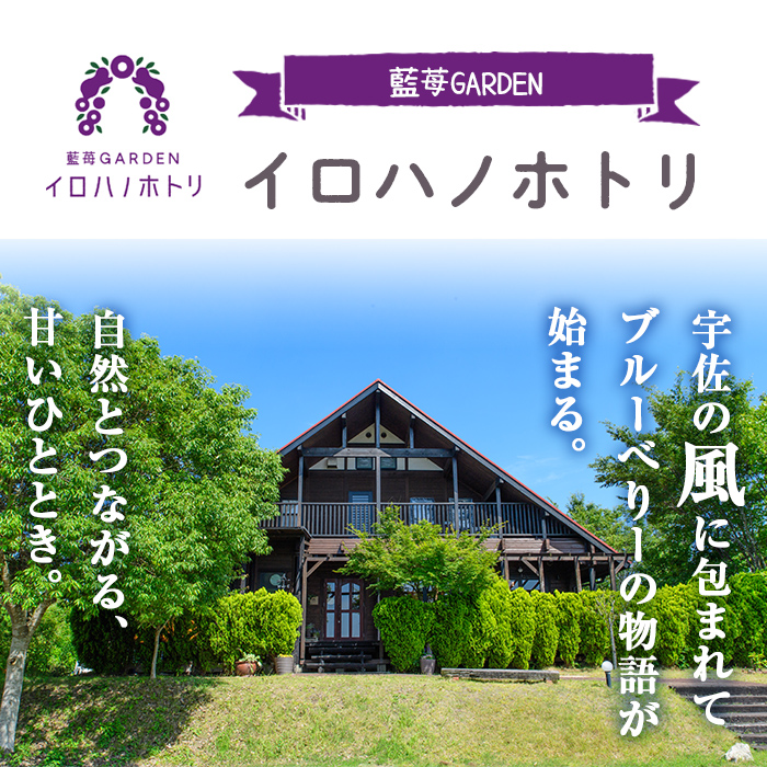 ブルーベリーシャーベット(計660ml・110ml×6個) シャーベット アイスクリーム ソルベ フルーツ ブルーベリー 果物 スイーツ デザート おやつ 勝負めし 【116500300】【藍苺GARDEN イロハノホトリ】