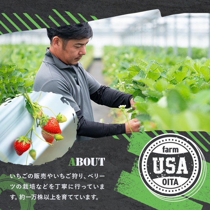 ＜2026年1月上旬～4月下旬の間に発送予定＞いちご(計約800g・200g×4P)苺 イチゴ フルーツ 果物 くだもの 果実 ベリーツ【117900100】【Farm U.S.A.】