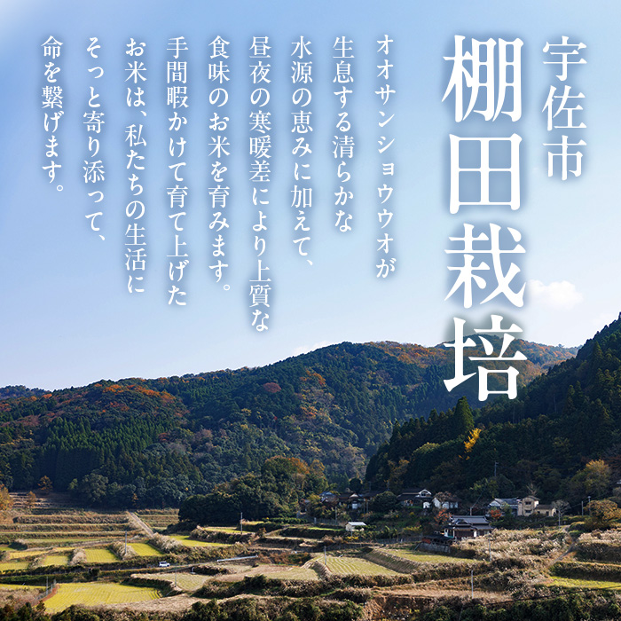 ヒノヒカリ 白米 (10kg) お米 ごはん ご飯 ひのひかり 数量限定 【118300400】【真田　定二】