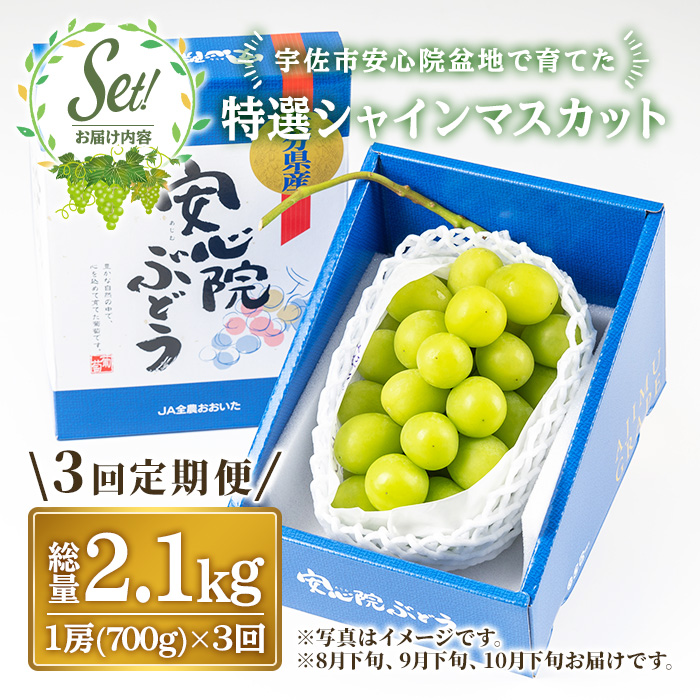 ＜定期便・全3回(連続)＞特選シャインマスカット(総量2.1kg・約700g×3回)シャインマスカット ぶどう 葡萄 フルーツ 果物 くだもの 果実 特選＜先行予約受付中！2026年8月下旬より順次発送予定＞＜北海道、沖縄、離島配送不可＞【206300200】【大分県農業協同組合　北部エリア】