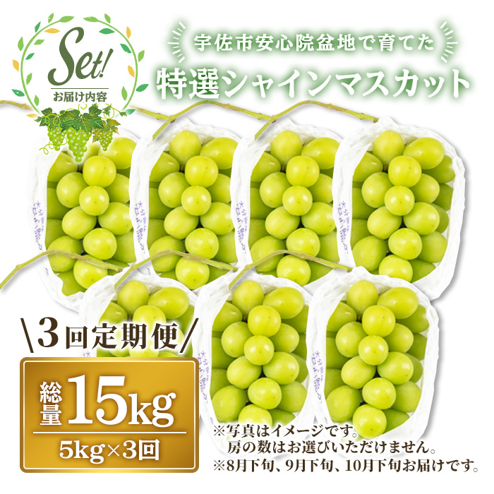 ＜定期便・全3回(連続)＞特選シャインマスカット(総量15kg・約5kg×3回)シャインマスカット ぶどう 葡萄 フルーツ 果物 くだもの 果実 特選＜先行予約受付中！2026年8月下旬より順次発送予定＞＜北海道、沖縄、離島配送不可＞【206300400】【大分県農業協同組合　北部エリア】