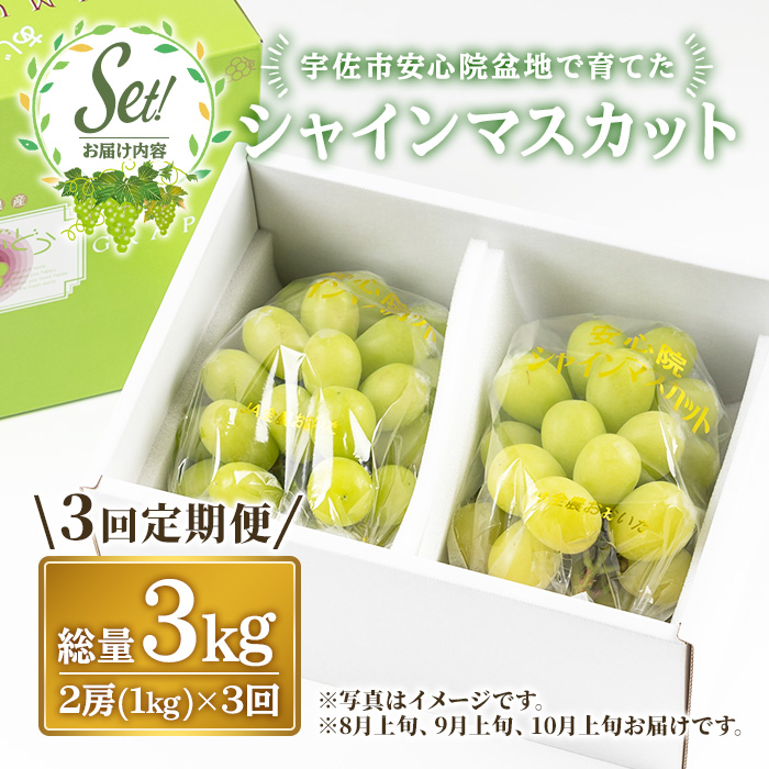 ＜定期便・全3回(連続)＞シャインマスカット (総量3kg・1kg×3回) ぶどう 葡萄 フルーツ 果物 定期便 ＜先行予約受付中！2026年8月上旬から順次発送予定＞ ＜北海道、沖縄、離島配送不可＞【206300600】【大分県農業協同組合　北部エリア】