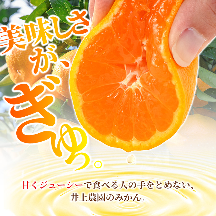 ＜先行予約受付中！2月中旬より順次発送予定＞大分県宇佐市産 蔵出し みかん(約10kg)ミカン 蜜柑 柑橘 フルーツ 果物 くだもの 果実 国産 熟成【103690400】【井上農園】