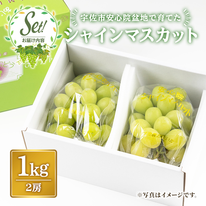 シャインマスカット(約1kg)フルーツ 果物 葡萄 ぶどう 安心院 人気 ランキング＜先行予約受付中！2026年8月下旬より順次発送予定＞＜北海道 沖縄 離島配送不可＞【106300101】【大分県農業協同組合　北部エリア】