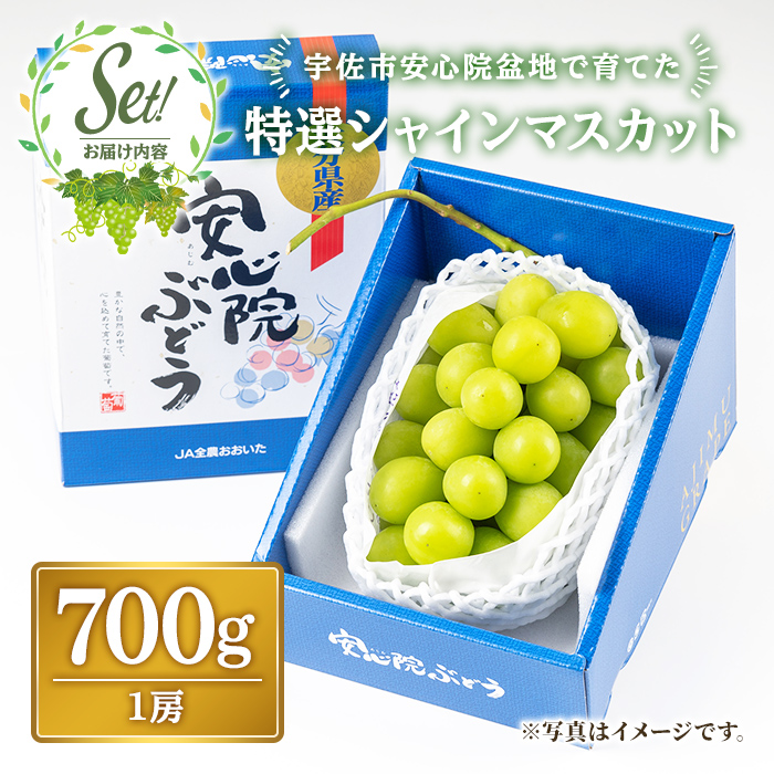特選シャインマスカット(約700g)シャインマスカット ぶどう 葡萄 フルーツ 果物 くだもの 果実 特選＜先行予約受付中！2026年8月下旬より順次発送予定＞＜北海道、沖縄、離島配送不可＞【106300201】【大分県農業協同組合　北部エリア】