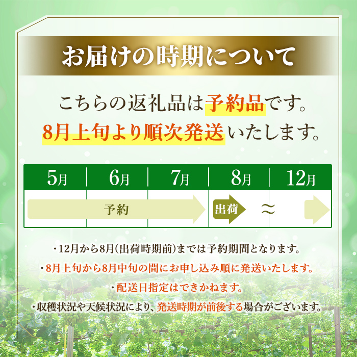 シャインマスカット 加温栽培(約700g)シャインマスカット ぶどう 葡萄 フルーツ 果物 くだもの 果実＜先行予約受付中！2026年8月上旬から順次発送予定＞＜北海道、沖縄、離島配送不可＞【106300401】【大分県農業協同組合　北部エリア】