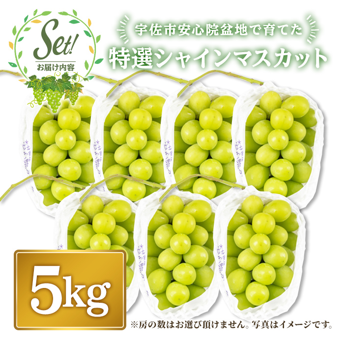 特選シャインマスカット(約5kg)シャインマスカット ぶどう 葡萄 フルーツ 果物 くだもの 果実 特選＜先行予約受付中！2026年8月下旬より順次発送予定＞＜北海道、沖縄、離島配送不可＞【106300700】【大分県農業協同組合　北部エリア】