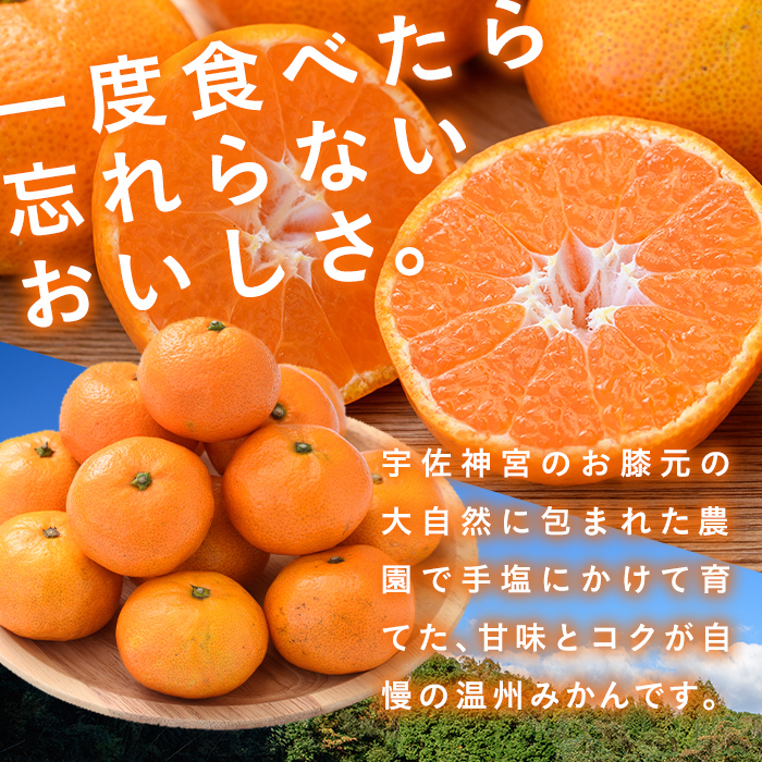 ＜先行予約受付中！2025年11月中旬から順次発送予定＞吉沢みかん(約10kg)みかん ミカン 蜜柑 柑橘 フルーツ 果物 くだもの 果実【108600101】【フルーツランド桐畑】