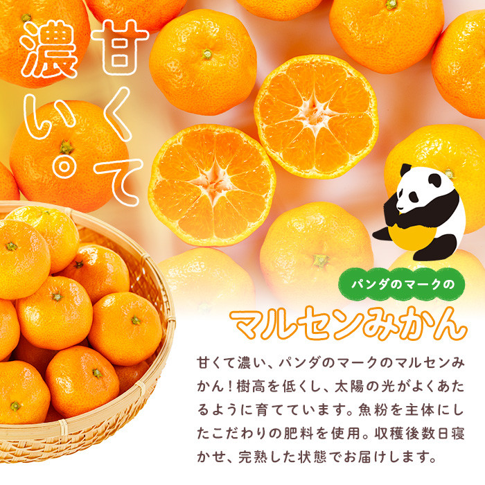 ＜先行予約受付中！2025年11月上旬から順次発送予定＞千財農園 みかん(約5kg)みかん ミカン 蜜柑 柑橘 フルーツ 果物 くだもの 果実【109000401】【千財農園】