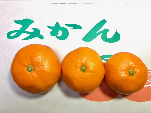 ＜先行予約受付中！2026年1月上旬以降順次発送予定＞青島みかん(約10kg)みかん 蜜柑 フルーツ 果物 くだもの 柑橘【112300501】【宮田園芸】