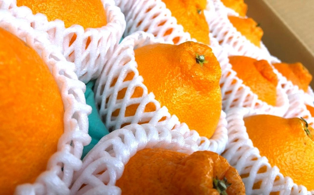 ＜先行予約受付中！2026年3月下旬以降順次発送予定＞不知火(16個・約4kg)みかん 蜜柑 フルーツ 果物 くだもの 柑橘 しらぬい 期間限定【112300601】【宮田園芸】