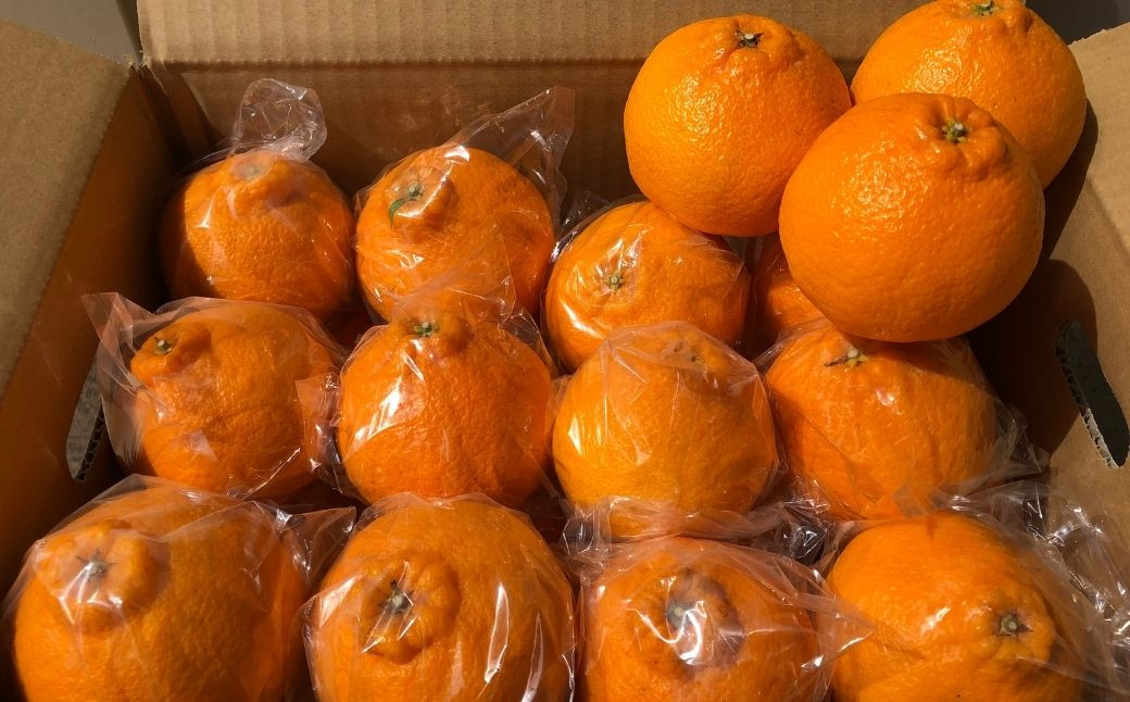 ＜先行予約受付中！2026年3月下旬以降順次発送予定＞不知火(5kg)みかん 蜜柑 フルーツ 果物 くだもの 柑橘 しらぬい 期間限定【112300701】【宮田園芸】