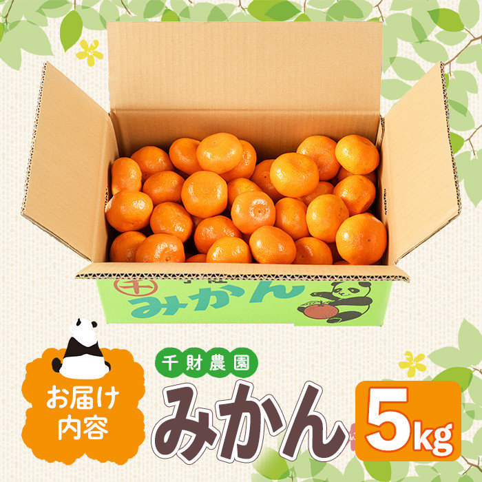 ＜先行予約受付中！2025年11月上旬から順次発送予定＞千財農園 みかん(約5kg)みかん ミカン 蜜柑 柑橘 フルーツ 果物 くだもの 果実【109000401】【千財農園】