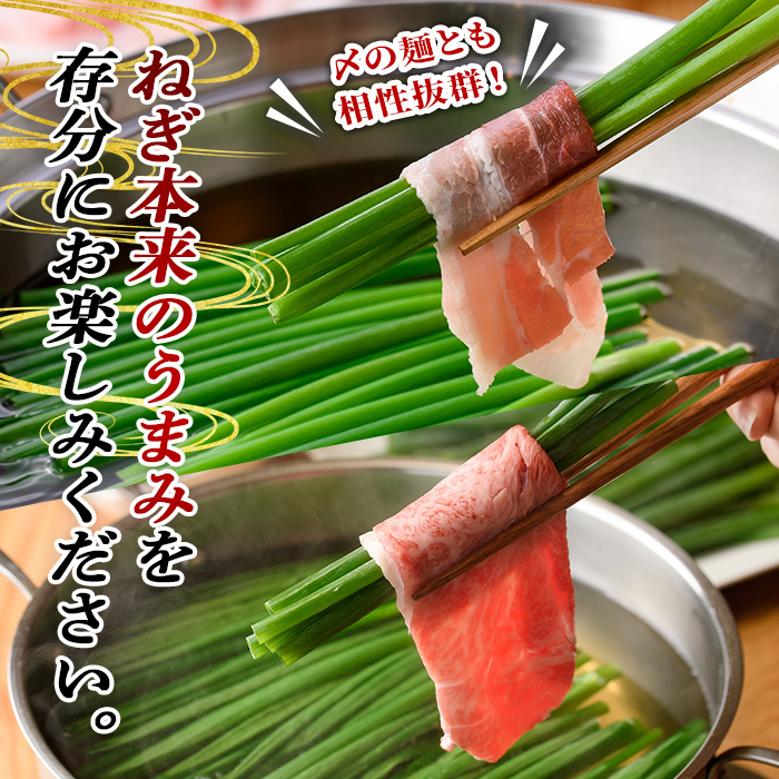 鉄板バル葱屋の ねぎしゃぶセット 豚・牛 食べ比べ (2～3人前) ねぎしゃぶ しゃぶしゃぶ 豚肉 ぶた肉 ぶたにく 牛肉 お肉 鍋セット 乾麺 出汁 だし ポン酢 勝負めし 【110700600】【葱屋おおくぼ】