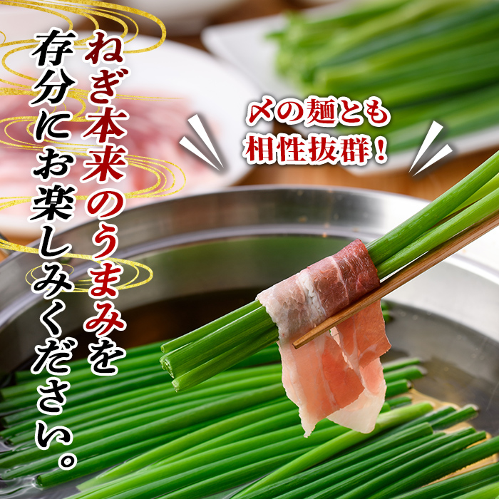 鉄板バル葱屋の ねぎしゃぶセット(3～4人前)ねぎしゃぶ しゃぶしゃぶ 豚肉 ぶた肉 ぶたにく お肉 鍋セット 乾麺 出汁 だし ポン酢 勝負めし【110700800】【葱屋おおくぼ】