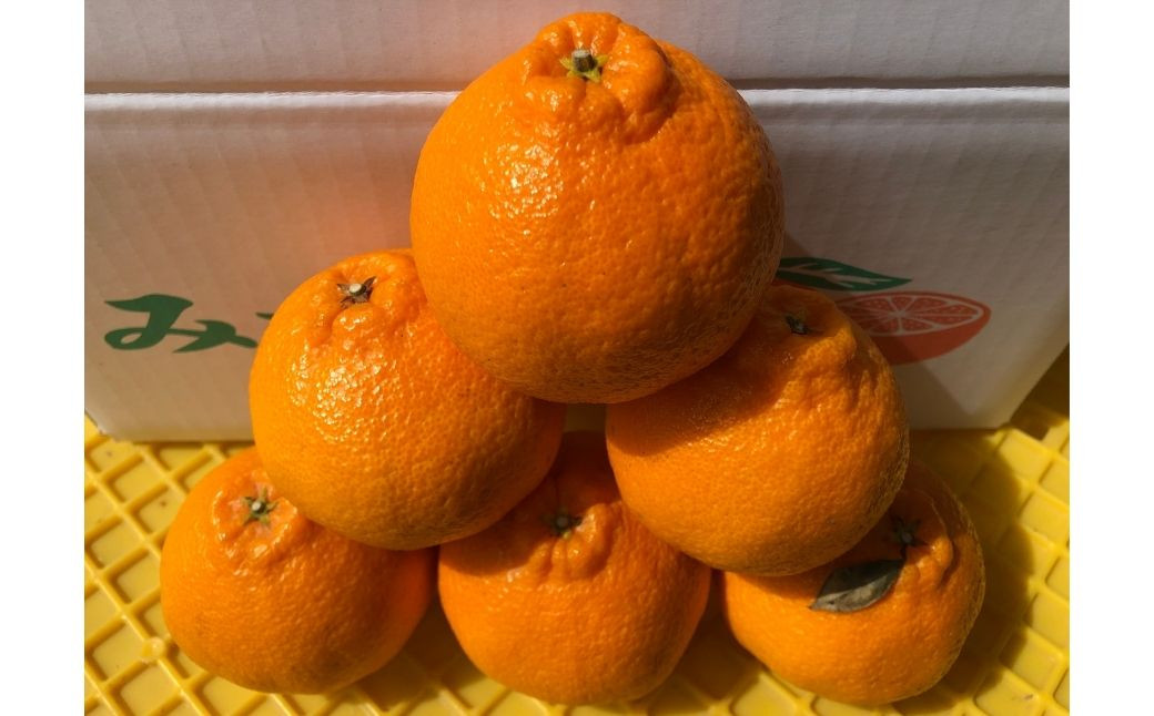 ＜先行予約受付中！2026年3月下旬以降順次発送予定＞不知火(5kg)みかん 蜜柑 フルーツ 果物 くだもの 柑橘 しらぬい 期間限定【112300701】【宮田園芸】