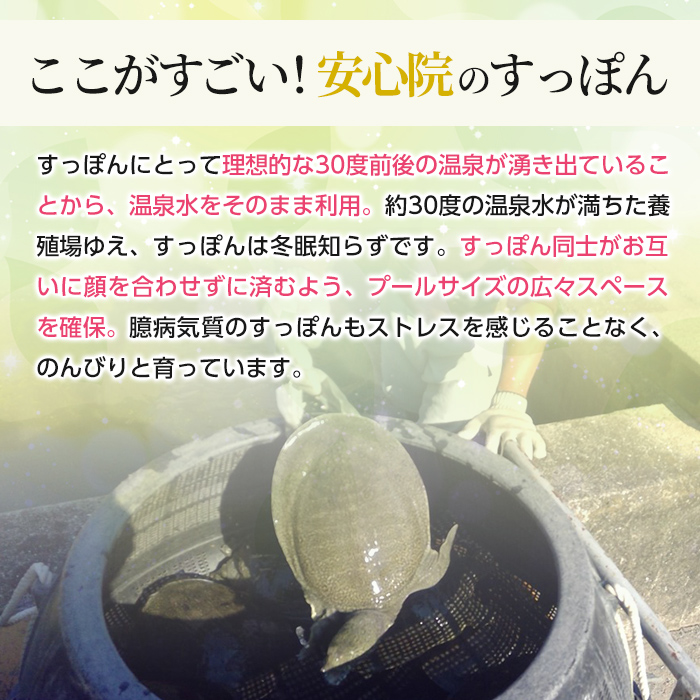 おおいた 美・すっぽんぜりー かぼす風味(計60本・10本×6箱)小分け かぼす 常温 常温保存【115300300】【アンフィニプロジェクト】
