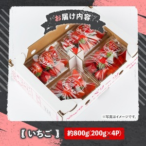 ＜2026年1月上旬～4月下旬の間に発送予定＞いちご(計約800g・200g×4P)苺 イチゴ フルーツ 果物 くだもの 果実 ベリーツ【117900100】【Farm U.S.A.】