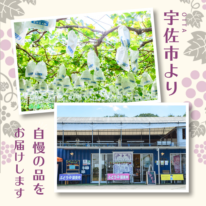 ねてもさめても濃縮蜜柑(計350g・35g×10袋)ドライフルーツ みかん ミカン 果物 くだもの フルーツ 乾燥 濃縮 小分け セット【100702000】【宮田ファミリーぶどう園】