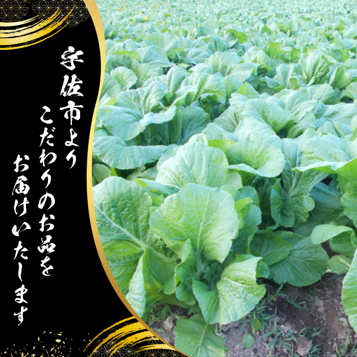 自家農園栽培 青たかな漬け(2.5kg)たかな 高菜 ちりめん高菜 漬物 漬け物 ご飯のお供 おにぎり 自家農園 大分県産【103200100】【松本漬物】