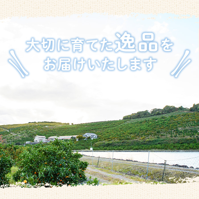 ＜先行予約受付中！2026年4月中旬より順次発送予定＞千財農園不知火(L～4L・16玉～24玉)みかん ミカン 蜜柑 しらぬい 柑橘 フルーツ 果物 くだもの 果実【109000301】【千財農園】