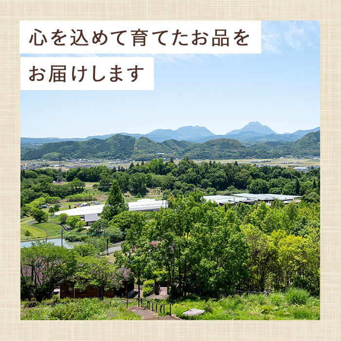 ＜先行予約受付中！2026年1月下旬～3月中旬に順次発送予定＞＜数量限定＞ベリーツ いちご (計約560g・280g×2パック) 苺 イチゴ フルーツ 果物 くだもの 果実 ベリーツ【115800300】【大分中央農産】