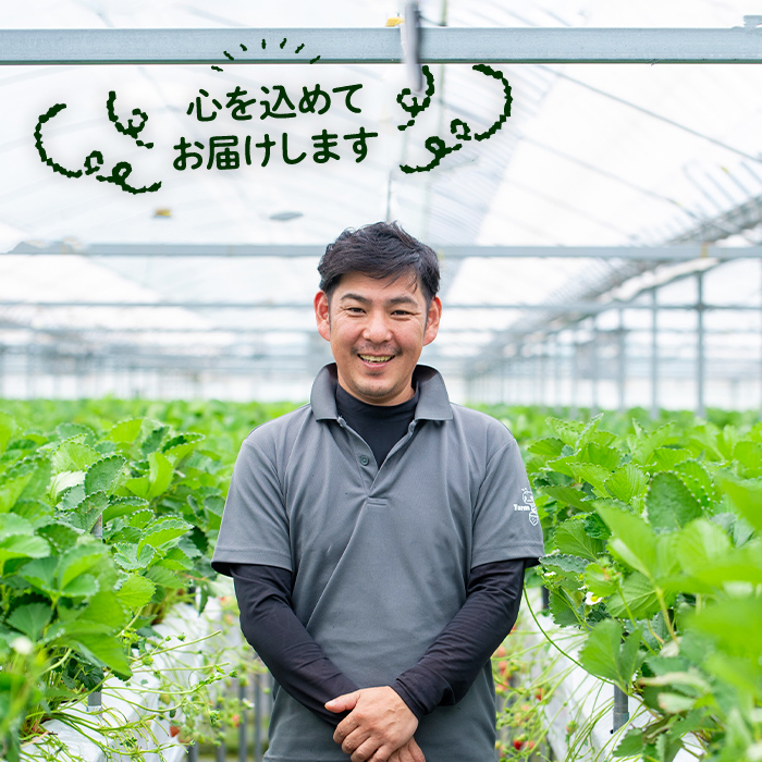 ＜2026年1月上旬～3月下旬の間に発送予定＞大粒いちご(計約1.68kg・280g×6P)苺 イチゴ フルーツ 果物 くだもの 果実 ベリーツ 大粒【117900600】【Farm U.S.A.】