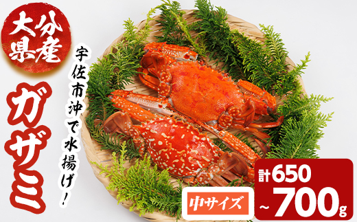 あおがざみ(計650g~700g・中サイズ) ワタリガニ　蟹 ボイル 海鮮 かに 冷凍 【101901900】【上野水産】