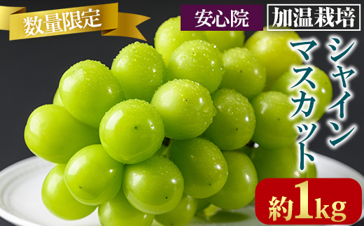 シャインマスカット 加温栽培(約1kg)シャインマスカット ぶどう 葡萄 フルーツ 果物 くだもの 果実＜先行予約受付中！2026年8月上旬から順次発送予定＞＜北海道、沖縄、離島配送不可＞【106300301】【大分県農業協同組合　北部エリア】