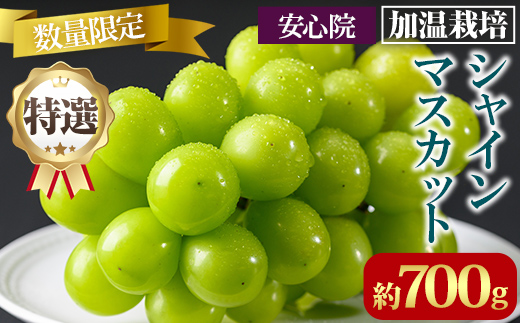 シャインマスカット 加温栽培(約700g)シャインマスカット ぶどう 葡萄 フルーツ 果物 くだもの 果実＜先行予約受付中！2026年8月上旬から順次発送予定＞＜北海道、沖縄、離島配送不可＞【106300401】【大分県農業協同組合　北部エリア】