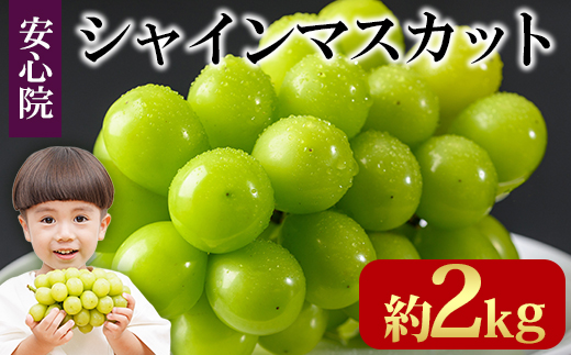シャインマスカット(約2kg)フルーツ 果物 葡萄 ぶどう 安心院 人気 ランキング＜先行予約受付中！2026年8月下旬より順次発送予定＞＜北海道 沖縄 離島配送不可＞【106300501】【大分県農業協同組合　北部エリア】