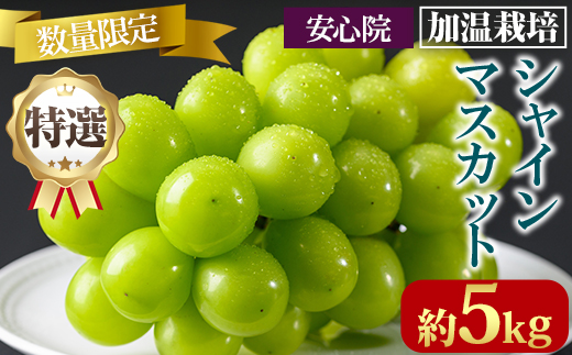 特選シャインマスカット 加温栽培(約5kg)シャインマスカット ぶどう 葡萄 フルーツ 果物 くだもの 果実 ＜先行予約受付中！2026年8月上旬から順次発送予定＞＜北海道、沖縄、離島配送不可＞【106300900】【大分県農業協同組合　北部エリア】